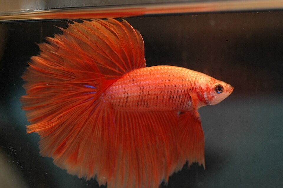 Betta (male)
