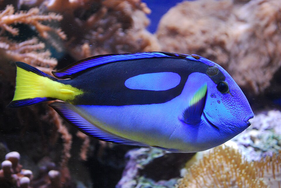 Blue Hippo Tang