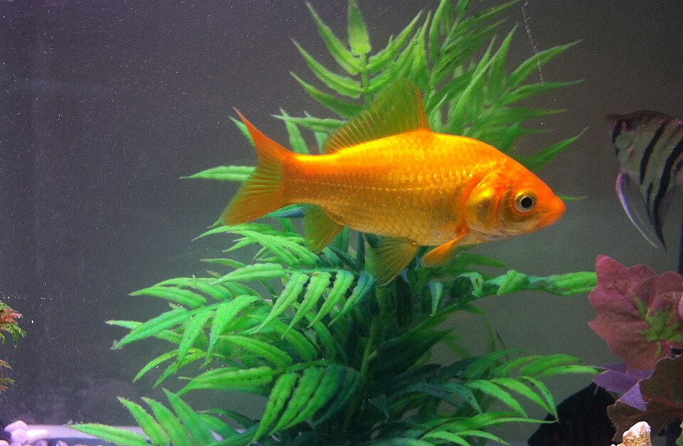 Fancy Goldfish